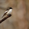 Lejsek cernohlavy - Ficedula hypoleuca - Pied Flycatcher0288